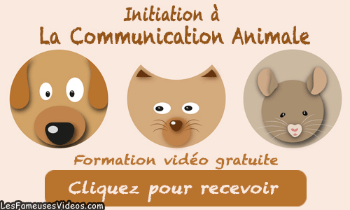 INITIATION A LA COMMUNICATION ANIMALE
